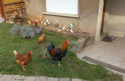 Jardin Fleuri - Foto 2