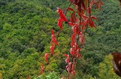 Gîte de Combelebouze en Cévennes - Cosy, Confort et Climatisé - 3 étoiles - Foto 26