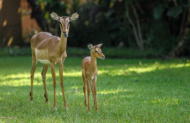 San Lameer Villa 2812 - 4 Bedroom - Photo 33