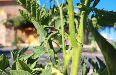Το Παλιό Αγγειοπλαστείο Τσκαλαριό - Photo 40