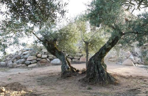 Viña Las Olivas - Foto 8