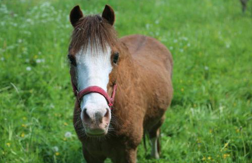 Gospodarstwo Agroturystyczne Stary Młyn Wilczkowice - Foto 32