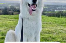 8 Berth Caravan at Blue Dolphin East coast - Foto 16