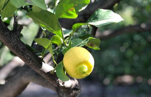 Casa Camino Tamadaba - Foto 45