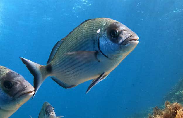 Snorkel en Cala en Brut - Foto 9
