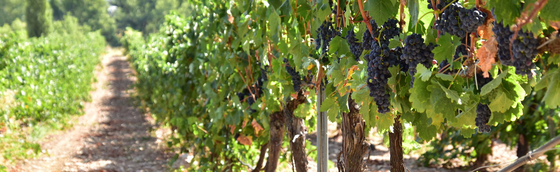 Visita a la bodega Valdelosfrailes - Photo 1