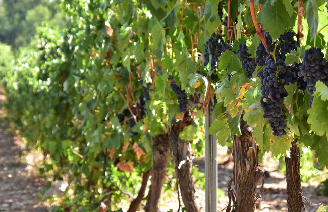 Visita a la bodega Valdelosfrailes - Foto 1