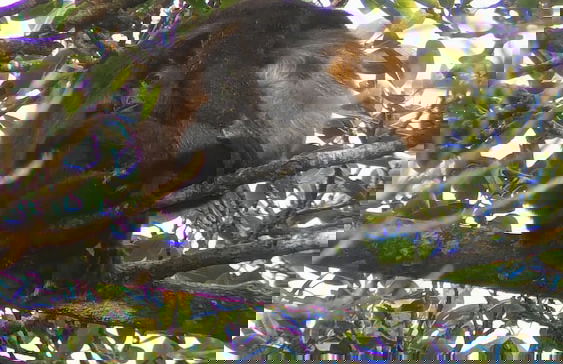 Campos de Oro Wilderness Lodge - Photo 42