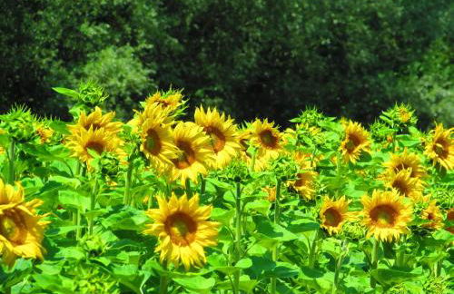 Landhaus Lehner - Foto 14