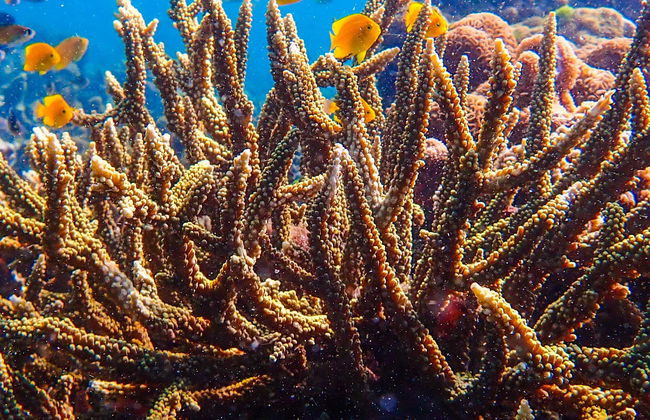 Marche sous l'eau à Nha Trang - Photo 1