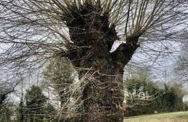 Myrtleberry Studio BnB - Foto 33