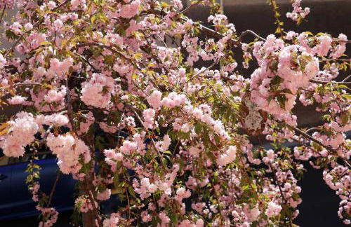 Ferienwohnung Münch - Foto 25
