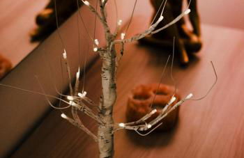 Celsius Home - Foto 8