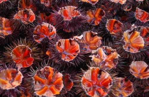 VILLA ROSA MEDITERRANEA - Foto 64