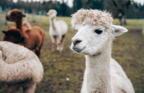Ferienhof Petermühle Urlaub mit Alpakas - Foto 54