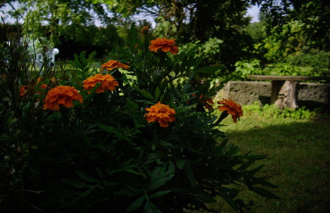 De Reus van Horebeke - Photo 35