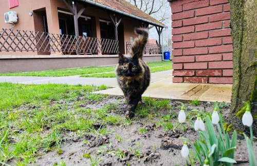 Turul -Kuća za odmor- - Foto 26