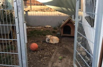 Garten Apartment für Hundefreunde Umzäunt Souterrain - Foto 11