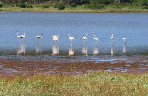 Óbidos Lagoon Refuge - Foto 71