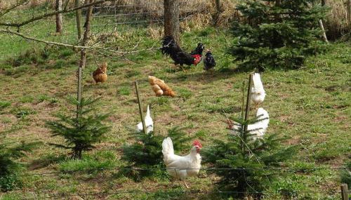 Ferienwohnung Wehner - Photo 5