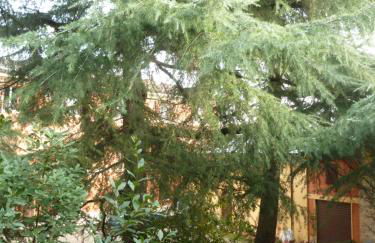 LA STANZA SUI CEDRI - Smart working - Airport - Private Parking - Ducati - Philip Morris - Foto 10