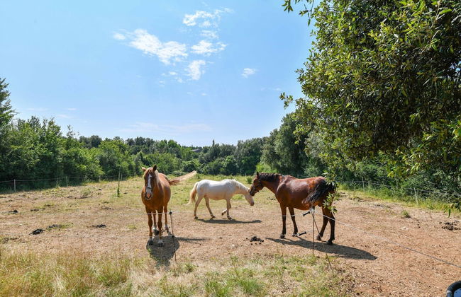 Gite in Holiday Park With Swimming Pool - Foto 34