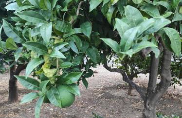 KTHMA "Ν" Πέτρινη Μεζονέτα - Photo 51