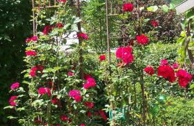 Haus Hildegard - Foto 12