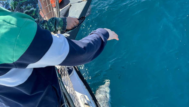 Vedrete i delfini da vicino