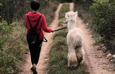 L'ALPACA DELLA ROSSA - AGRITURISMO - Foto 71