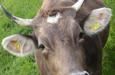 Top! Wohnung direkt am Fuß der Berge im Oberallgäu - Foto 22