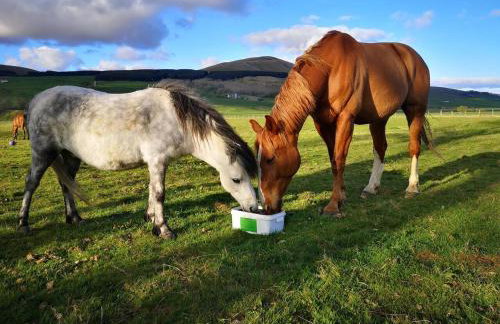 Glen Bay - 2 Bed Lodge on Friendly Farm Stay with Private Hot Tub - Foto 23