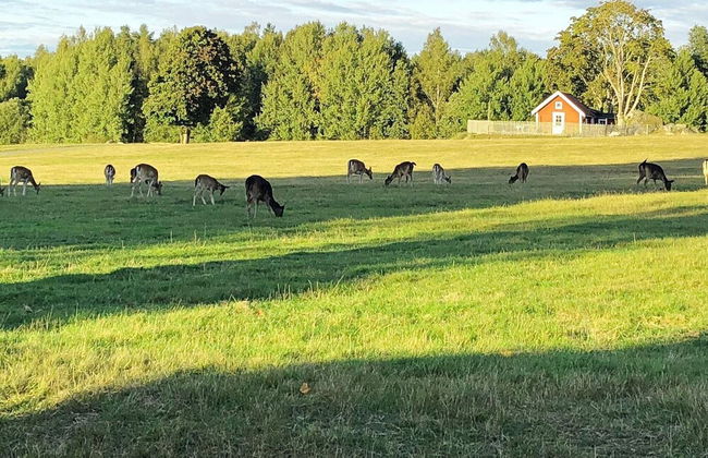 4 Person Holiday Home in Hogsjo-by Traum - Foto 24