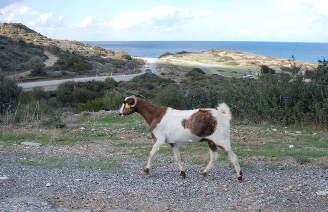 Hera Kyrenia Gardens - Foto 23