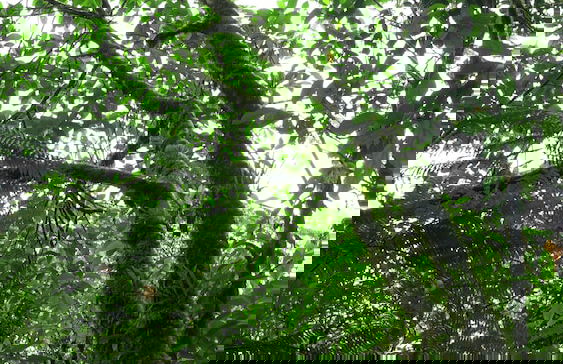 Apartamento Rio Celeste Dreams - Foto 3