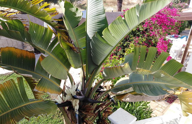 Lovely 7 Bedroom Villa !! - Photo 57