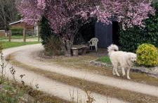 Country house for animals and nature lovers - Photo 38