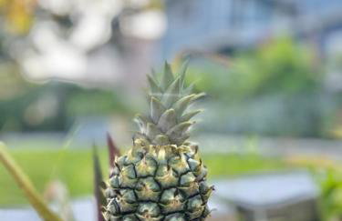 Artistic Retreat, King Suite with Private Balcony! - Foto 63