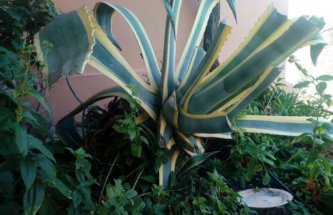 Garden Of Olive Trees - Photo 17