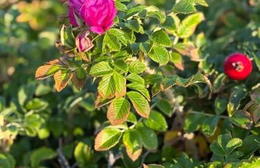 Ocean-View, Holiday Apartment Sylt - Foto 39