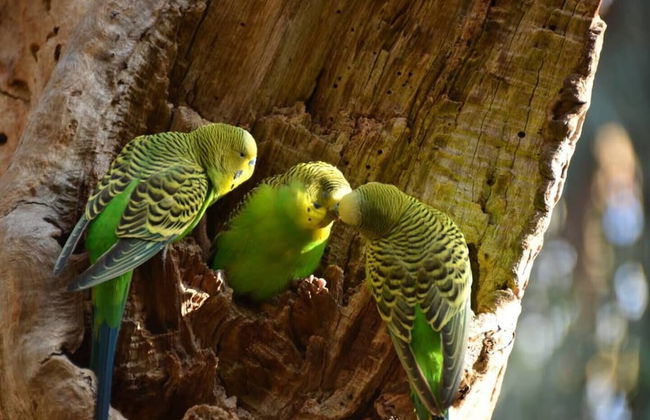 Melbourne Luxury Villa at Doncaster - Foto 63