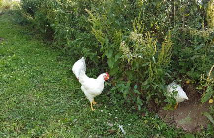 Ferienwohnung FERRUM - Foto 20