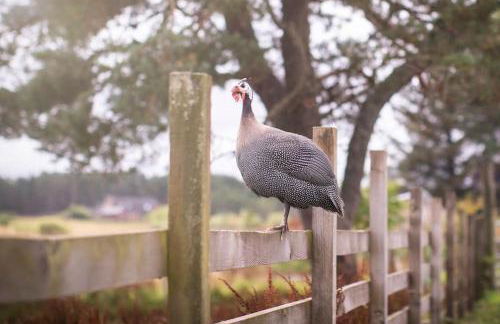 Calm Scottish Country Escape with Hot Tub Sleeps 6 - Foto 43