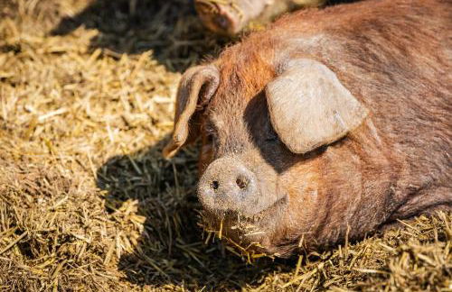 The Farm at Avebury - Foto 33