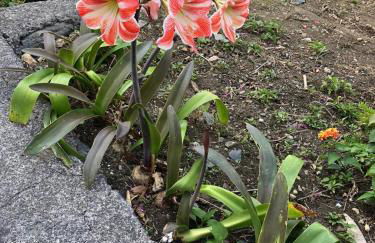 Casas Rurales Hermigua - Foto 33