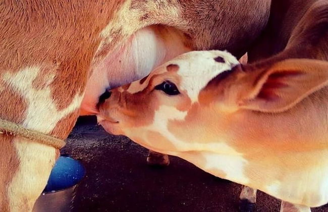 Hotel Fazenda Menino da Porteira - Foto 18