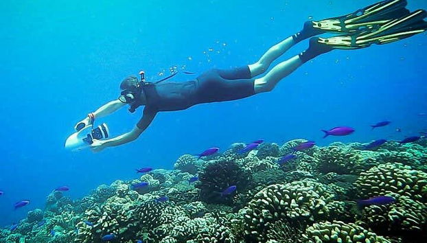 Diving in a submarine paradise