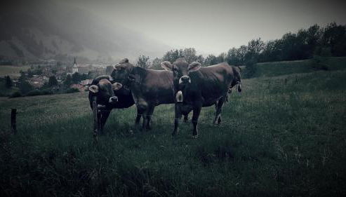 Landhaus Via Decia - Bad Hindelang PLUS Partner - Foto 5