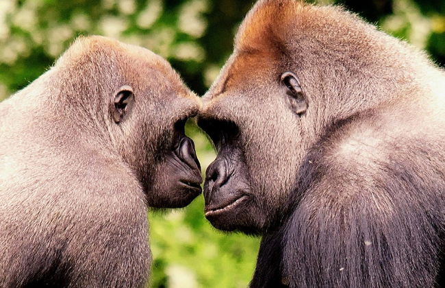 Broadshade Holiday Apartments - Foto 68