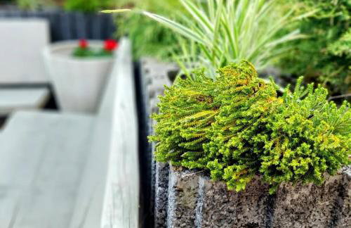 Apartament pod bukowym lasem - Foto 11